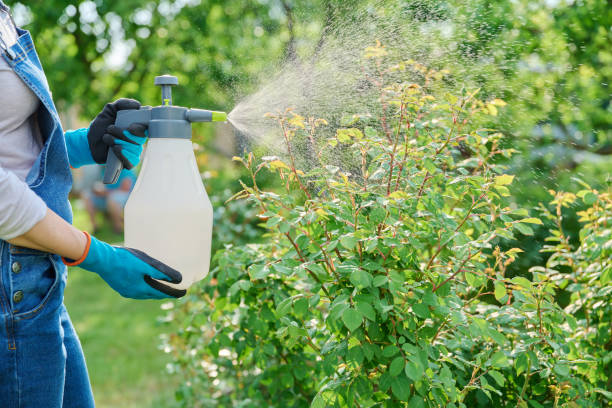 Woman spraying rose bushes in flower bed in backyard stock photo