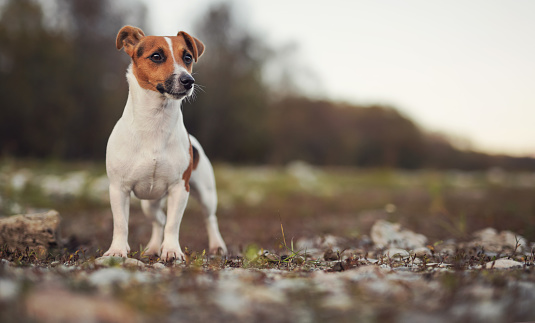 Small Jack Russell terrier standing on ground with some grass and rocks, closeup front view, blurred background