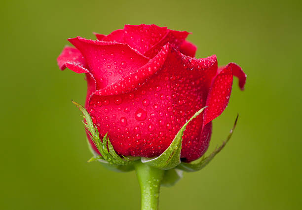 red rose stock photo