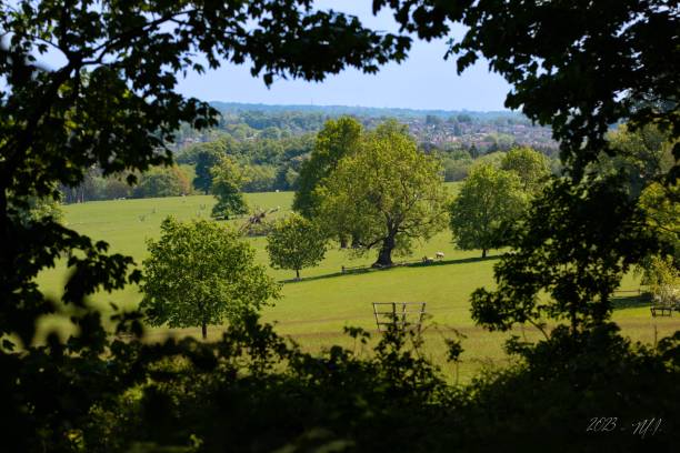 istock Tranquil outdoor scene featuring a lush, grassy field, surrounded by tall trees 1494819251