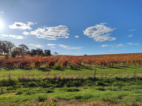 Vineyards in the Clare Valley, a valley located in South Australia, a notable winegrowing region of Australia, famous for Riesling grape.