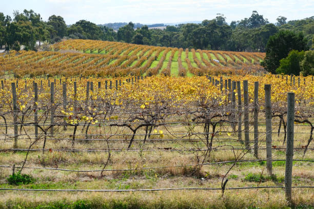 Vineyards in the Clare Valley, a valley located in South Australia, a notable winegrowing region of Australia, famous for Riesling grape.
