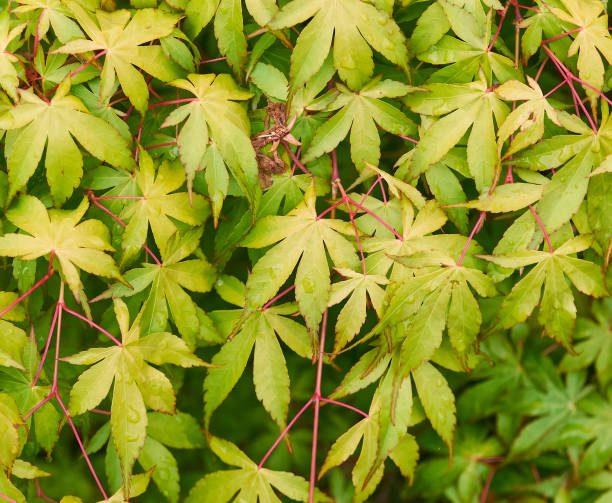 Background with green and yellow leaves of Japanese maple, close up. stock photo