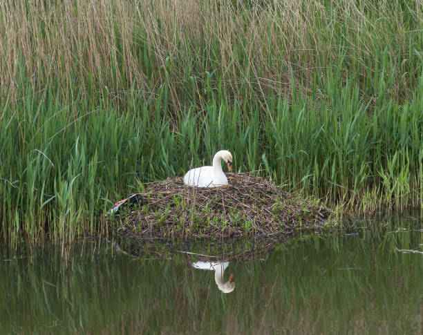 Nest with a mute swan sitting on eggs on a canal stock photo