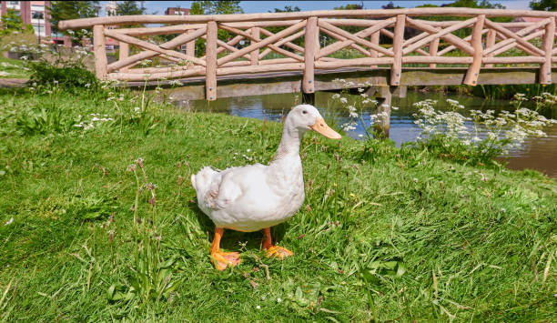 istock White duck male, close up in a Nature background. 1494821193