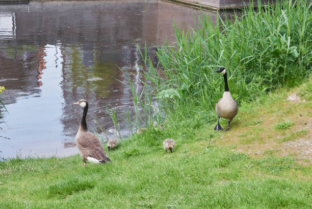 Family of Canadian geese with children on the bank of the canal. stock photo