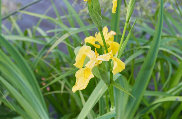 Yellow iris flower on a green background, macro. stock photo
