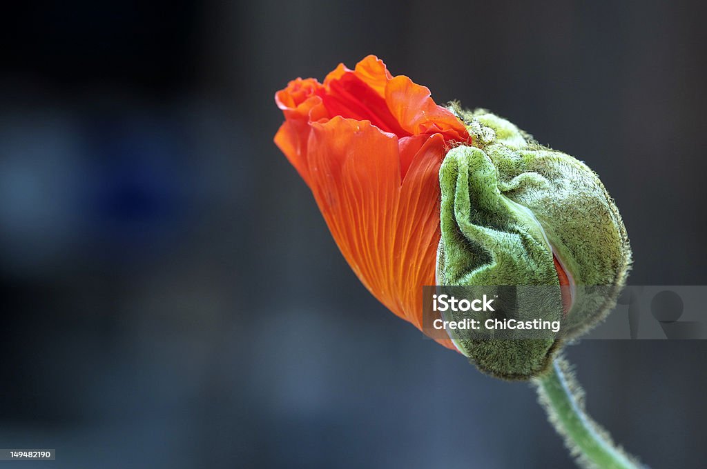 Hope Macro of a red poppy bud Asian Culture Stock Photo