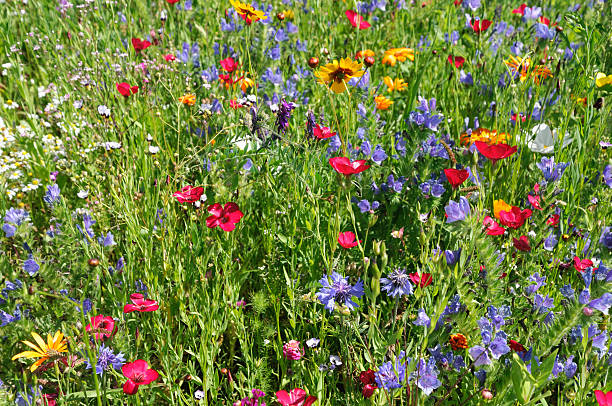 azulejo y otros de flores silvestres en summer meadow - daisy multi colored flower bed flower fotografías e imágenes de stock