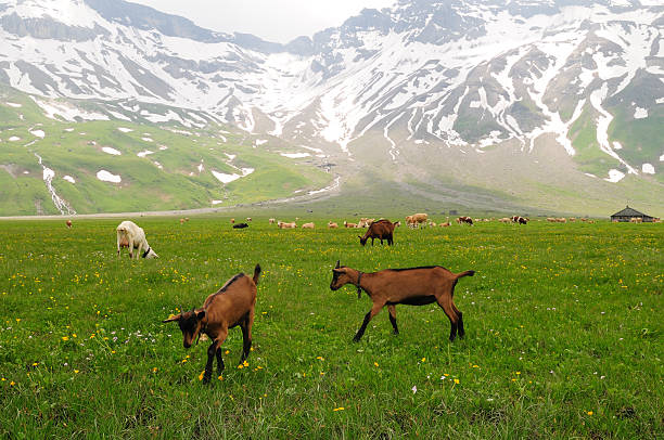 Alpine mountains, goats and cows grazing in a fresh green meadow.