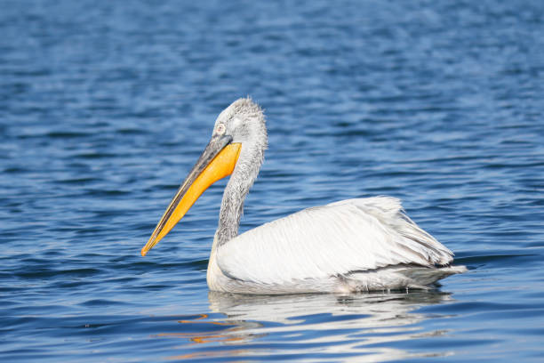istock Pelican floating on the sea water 1494822166