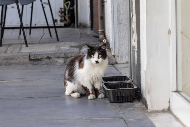istock Fluffy black and white stray cat waiting by the food box 1494822972