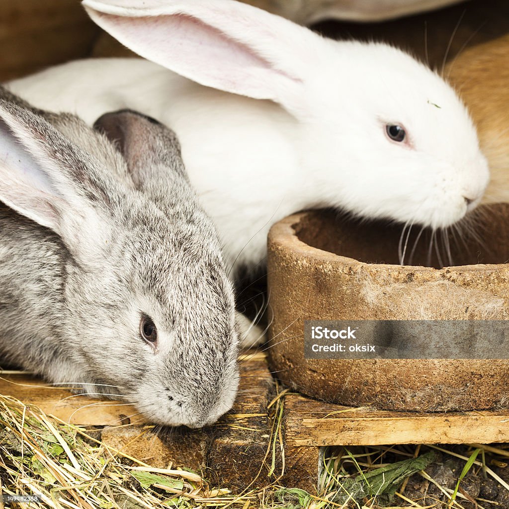 Rabbits'Tome hutch - Foto de stock de Alimentar libre de derechos
