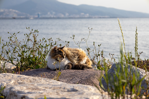Stray cat is lying on the rocks at the seaside