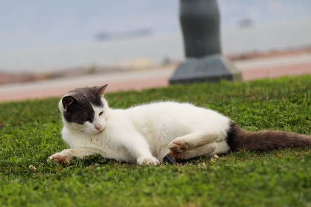 Naughty stray kitten is playing with a small rock on the grassy ground