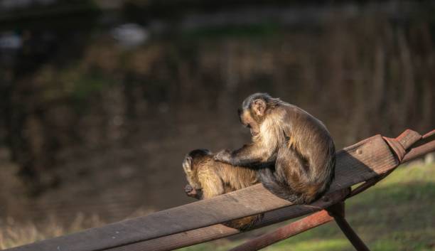 istock A couple of funny monkeys scratching their backs 1494828531