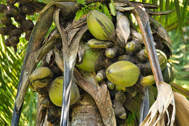 Detailed palm tree, showcasing its vibrant green leaves and emerging clusters of yellow fruit. Perfect for concepts of nature, tropical vegetation, or botanic studies.