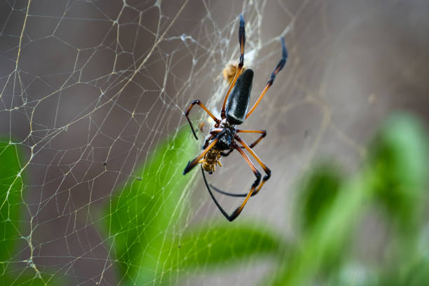 istock Seychelles palm spider eating a yellow wasp fallen in the web 2 1494828861