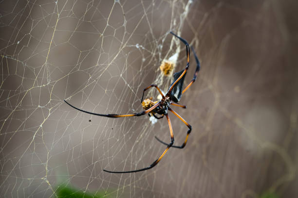 istock Seychelles palm spider eating a yellow wasp fallen in the web 1 1494829010