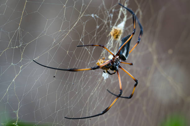 istock Seychelles palm spider eating a yellow wasp fallen in the web 1 1494829725