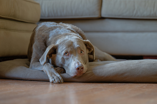 Silver Labrador Retriever resting on the living room