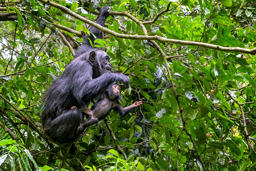 Mother and baby chimpanzees, pan troglodytes, swinging in the tropical rainforest of Kibale National Park, Uganda, and feeding from the fruits.