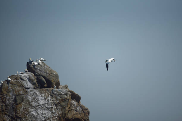 Slaty-backed gull
