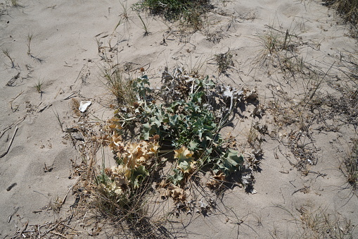 Plants on the mediterranean beach growing in the sand