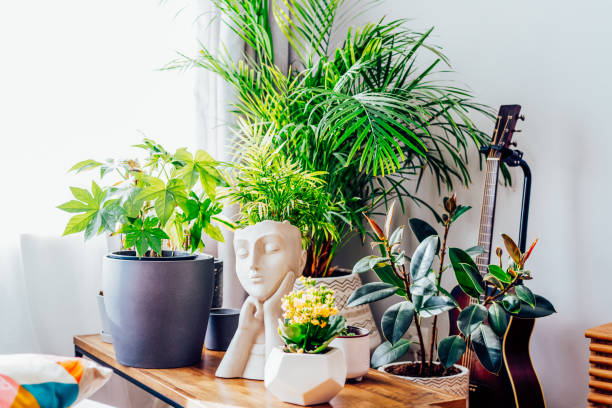 istock Concrete decorative pot in the form of a woman's head on a coffee table with various different green home plants with day light. Home gardening, urban jungle, biophilic home design.Selective focus. 1494832090