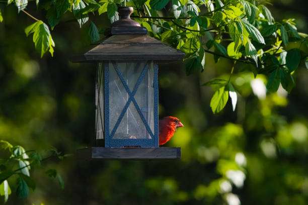 The Northern Cardinal on a Bird Feeder