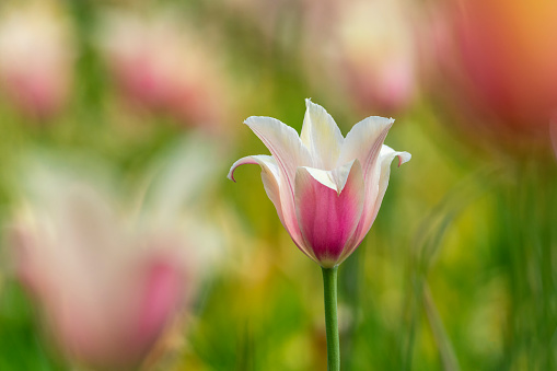 pink white tulip surrounded by blurred pink tulips from sweden nature