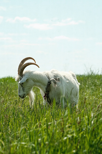 White goat with horns. The goat grazes on the green grass. Goat close-up. A goat grazes on a tied flail in a meadow.