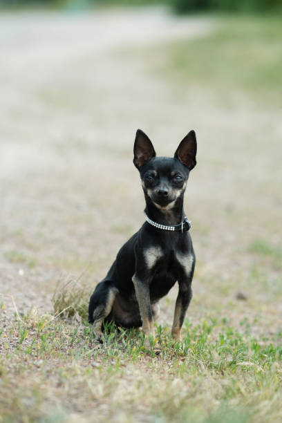 istock Black toy terrier on green grass. Decorative dog for a walk. 1494832499