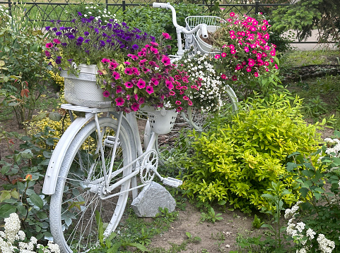 Old white bicycle with flowers ‘Surfinia petunia’ and ‘Bacopa’ (Sutera cordata) covering it