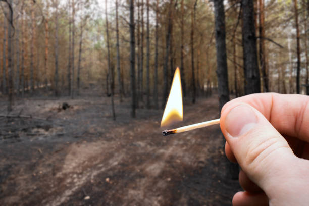 Burning match in hand on the background of burnt pine forest stock photo