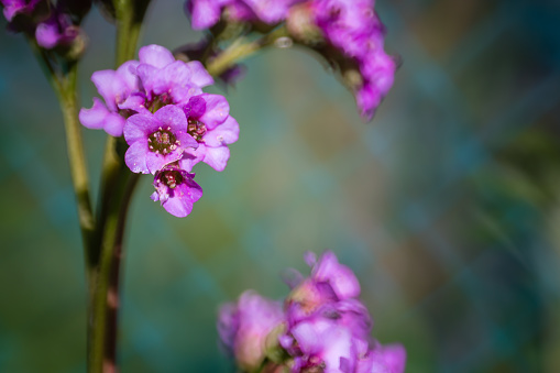 Bright pink flowers with a purple tint, dense texture, garden plant, natural beauty, primrose, spring, blurred background, green color.