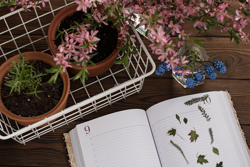 growing rosemary in a ceramic pot on a working wooden background, notes of a gardener in a diary. Blooming tulips, rose bush, floristry and care of plants and flowers