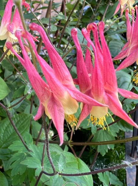 istock red columbine flowers 1494837492