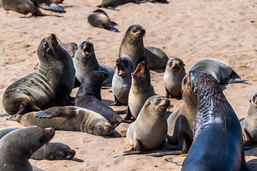 Detail of the seal colony at Cape Cross, off the skeleton coast of Namibia.