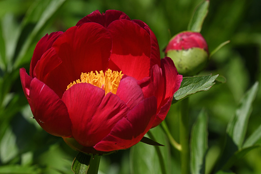 Green leaves and magenta colored flowers of common peonies in June