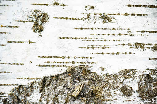 Birch tree texture 3