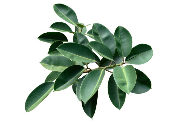 Green leafy plant. Branches of leaves isolated on white background.