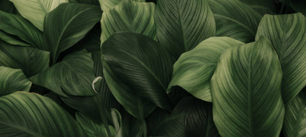 istock Nature leaves, green tropical forest, backgound illustration concept 1494840083