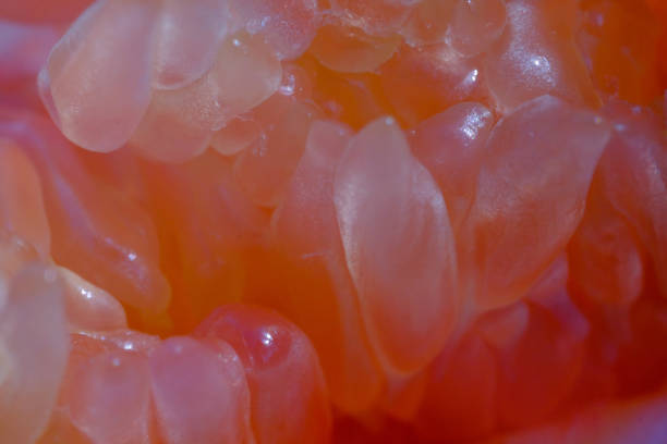 Texture of fruit pulp and seeds of citrus maxima