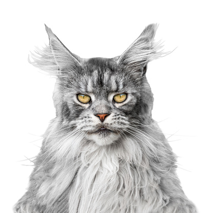 Portrait of a beautiful gray cat Main Coon isolated on white background