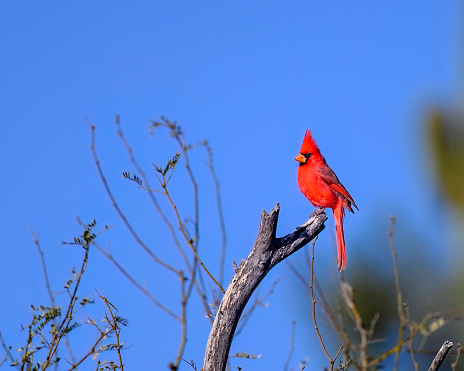 Photograph of a Cardinal Bird