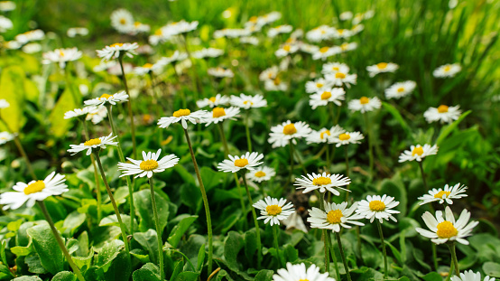 Wild flowers