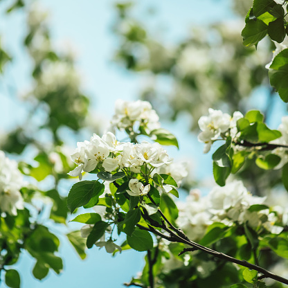 Beautiful Spring Nature background, soft focus. Frame of Flowers Apple tree close up. Branch with white Apple blossom on blur green background. Scenic template Web banner With Copy Space for design