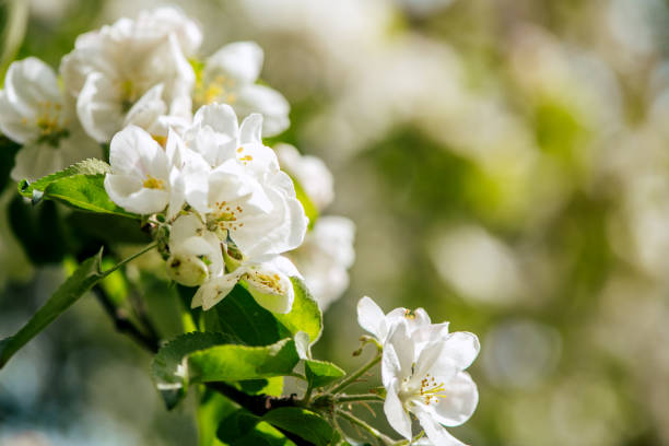 Pear tree blooming flowers