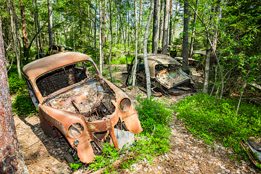 old vintage cars hidden in a forest